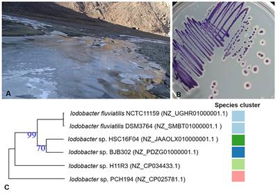 Multiple Adaptive Strategies of Himalayan Iodobacter sp. PCH194 to High-Altitude Stresses